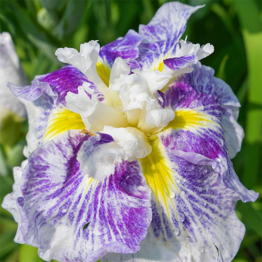 Iris ensata 'Angel Mountain'