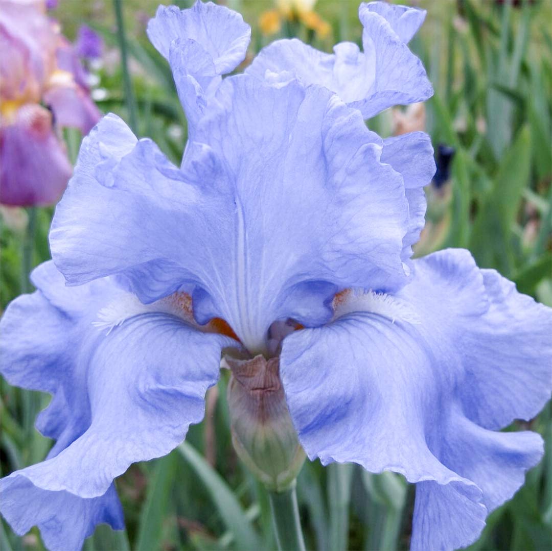Iris 'Jane Phillips'