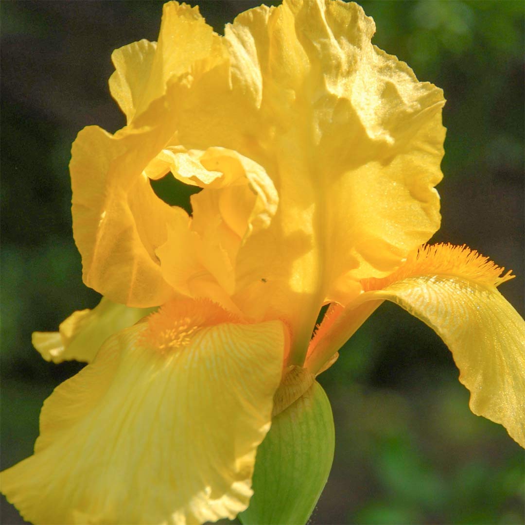 Iris 'Ola Kala'