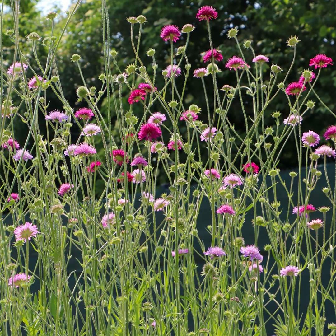 Knautia macedonica 'Melton Pastels'