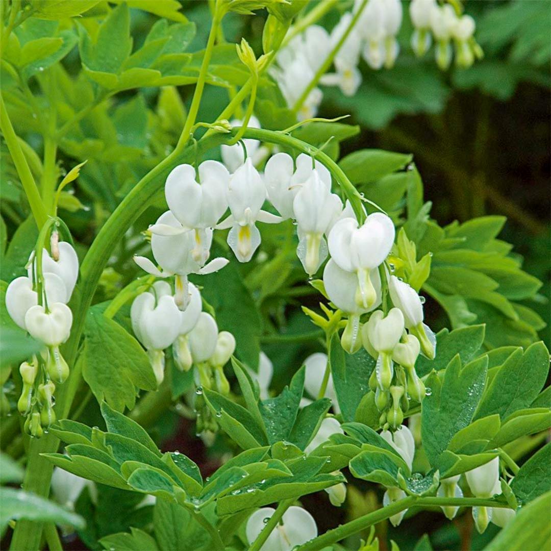Lamprocapnos spectablis 'Alba' (Dicentra)
