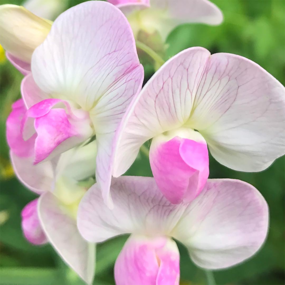 Lathyrus latifolius 'Pink Pearl'