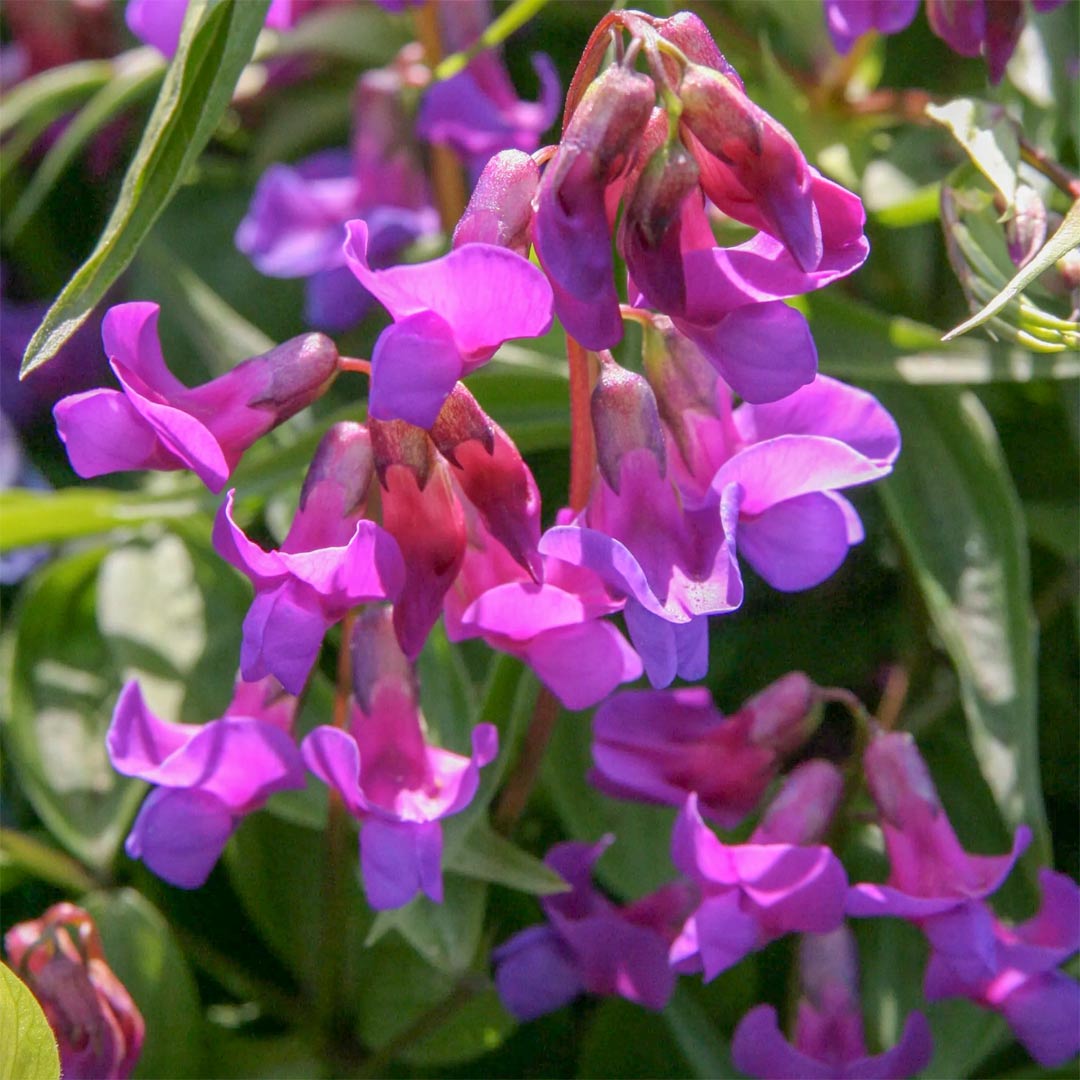 lathyrus vernus