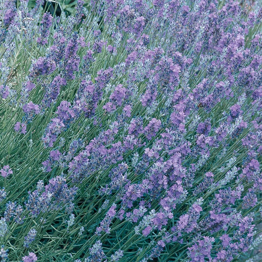 Lavandula angustifolia 'Essence Purple'