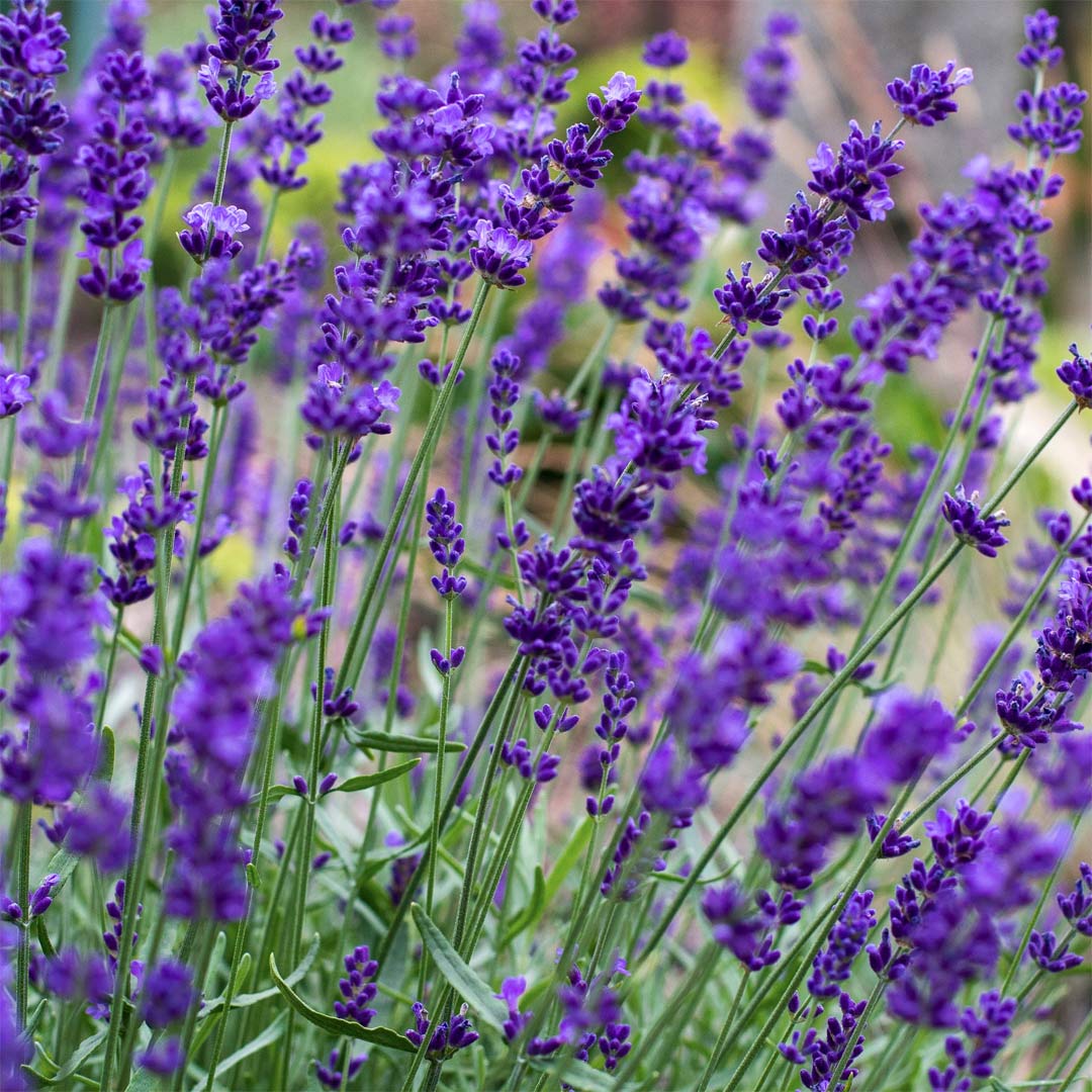 Lavandula angustifolia 'Hidcote'