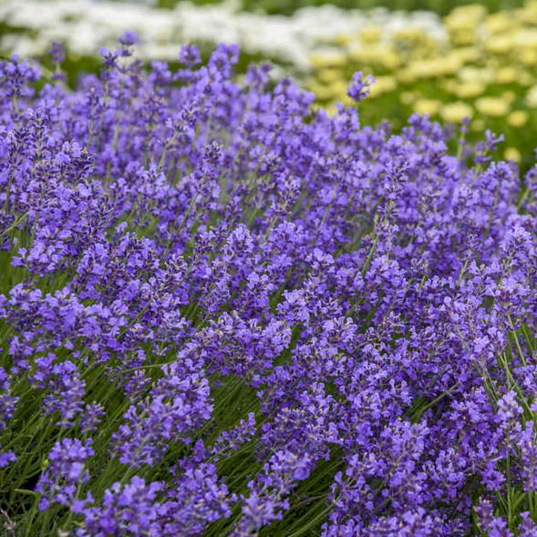 Lavandula angustifolia 'Munstead'