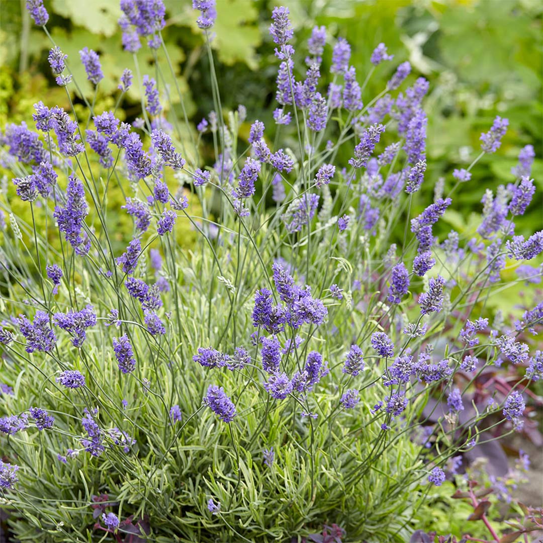 Lavandula angustifolia 'Platinum Blonde'