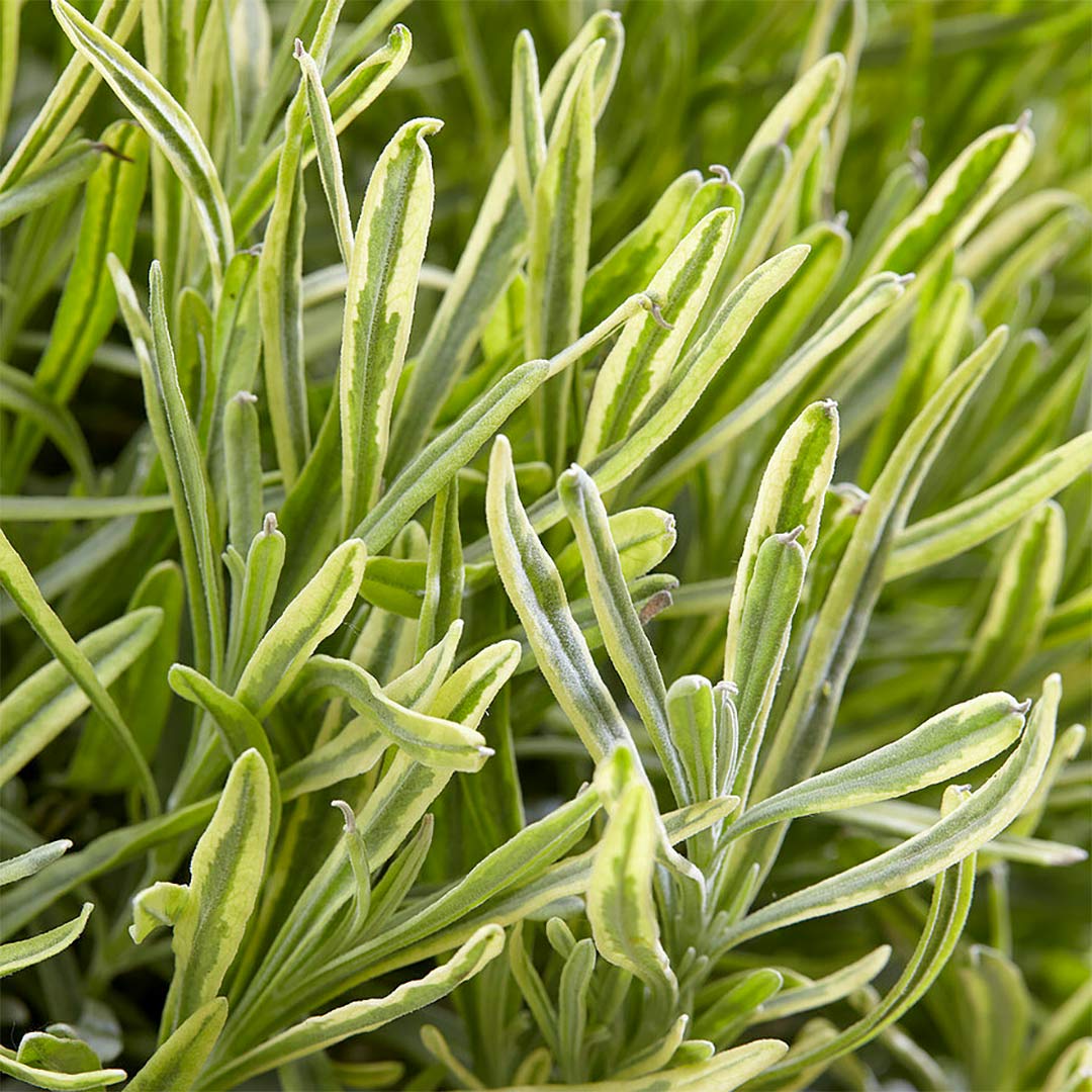 Lavandula angustifolia 'Platinum Blonde'