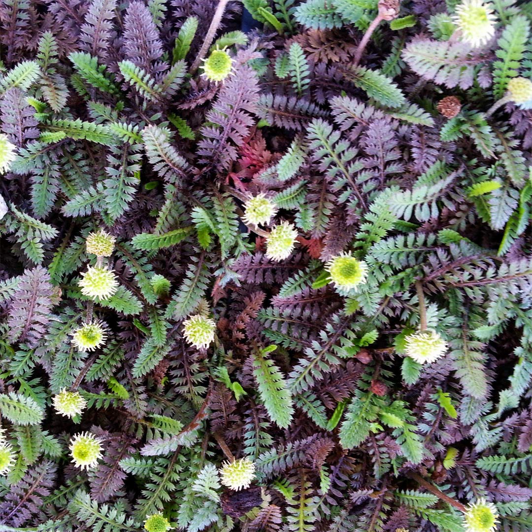 Leptinella squalida 'Platt's Black'