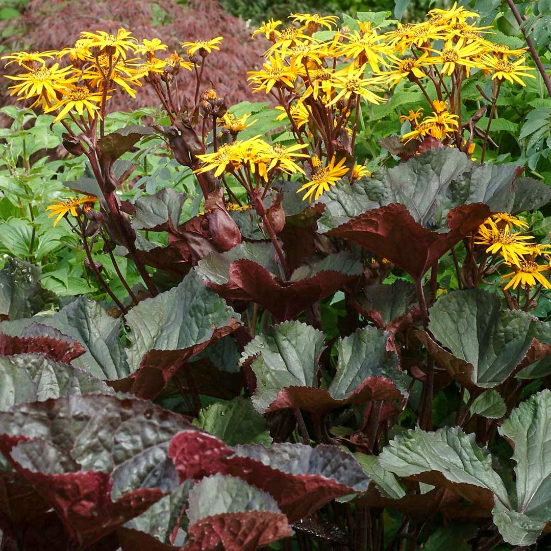 Ligularia 'Britt-Marie Crawford'