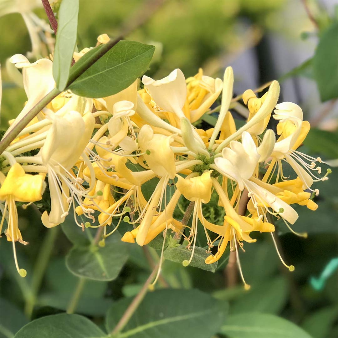 Lonicera periclymenum 'Scentsation'