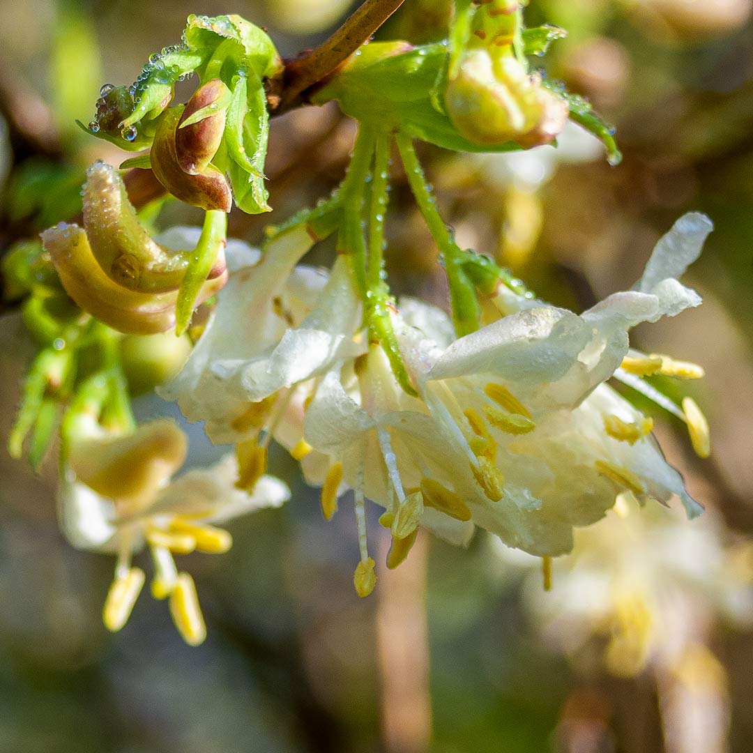 Lonicera x purpusii Winter Beauty