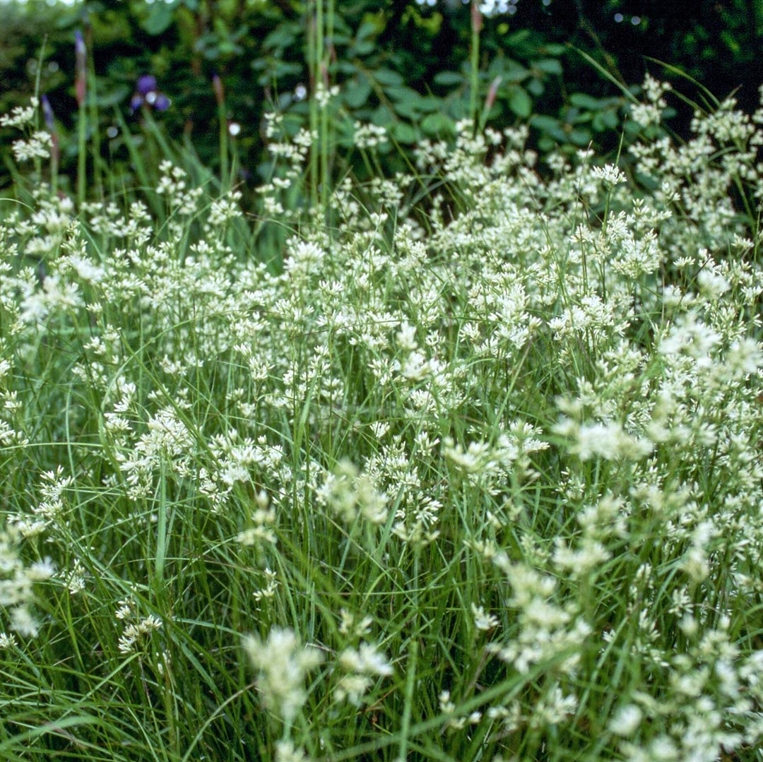Luzula nivea