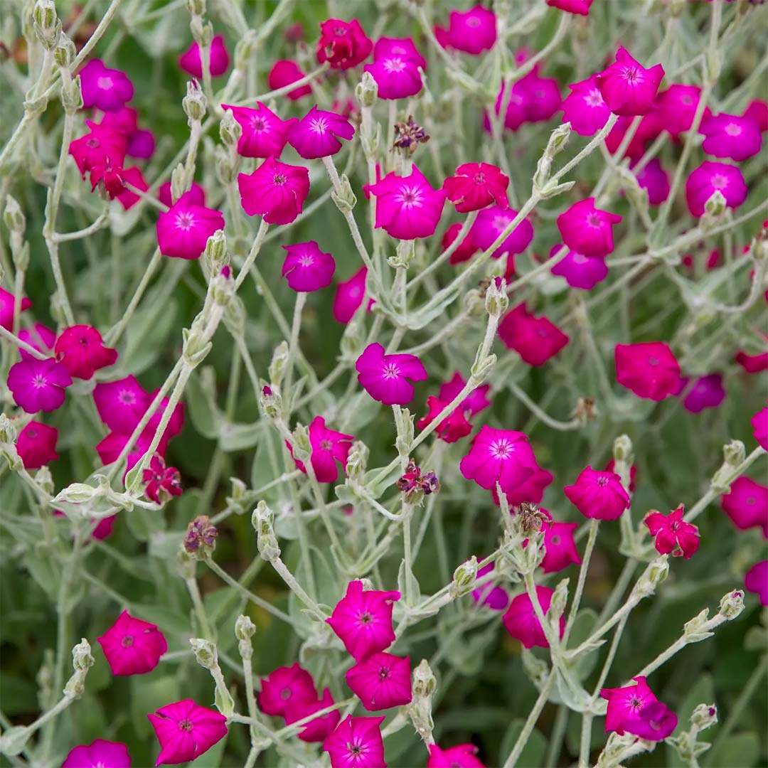 Lychnis coronaria