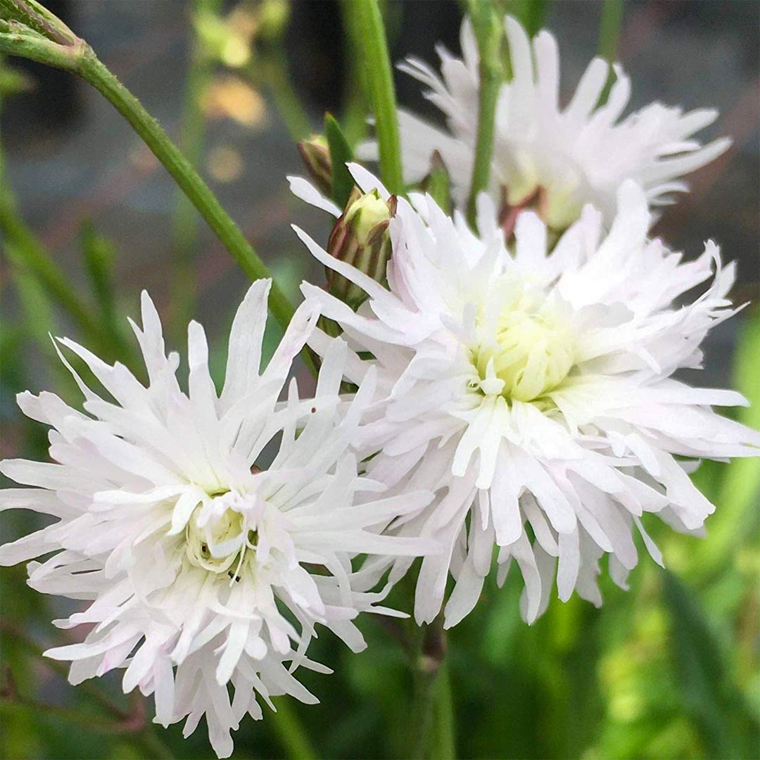 Lychnis flos-cuculi 'Petit Henri'