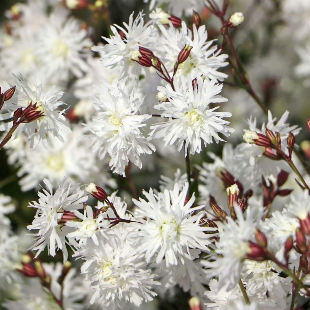 Lychnis flos-cuculi 'Petit Henri'