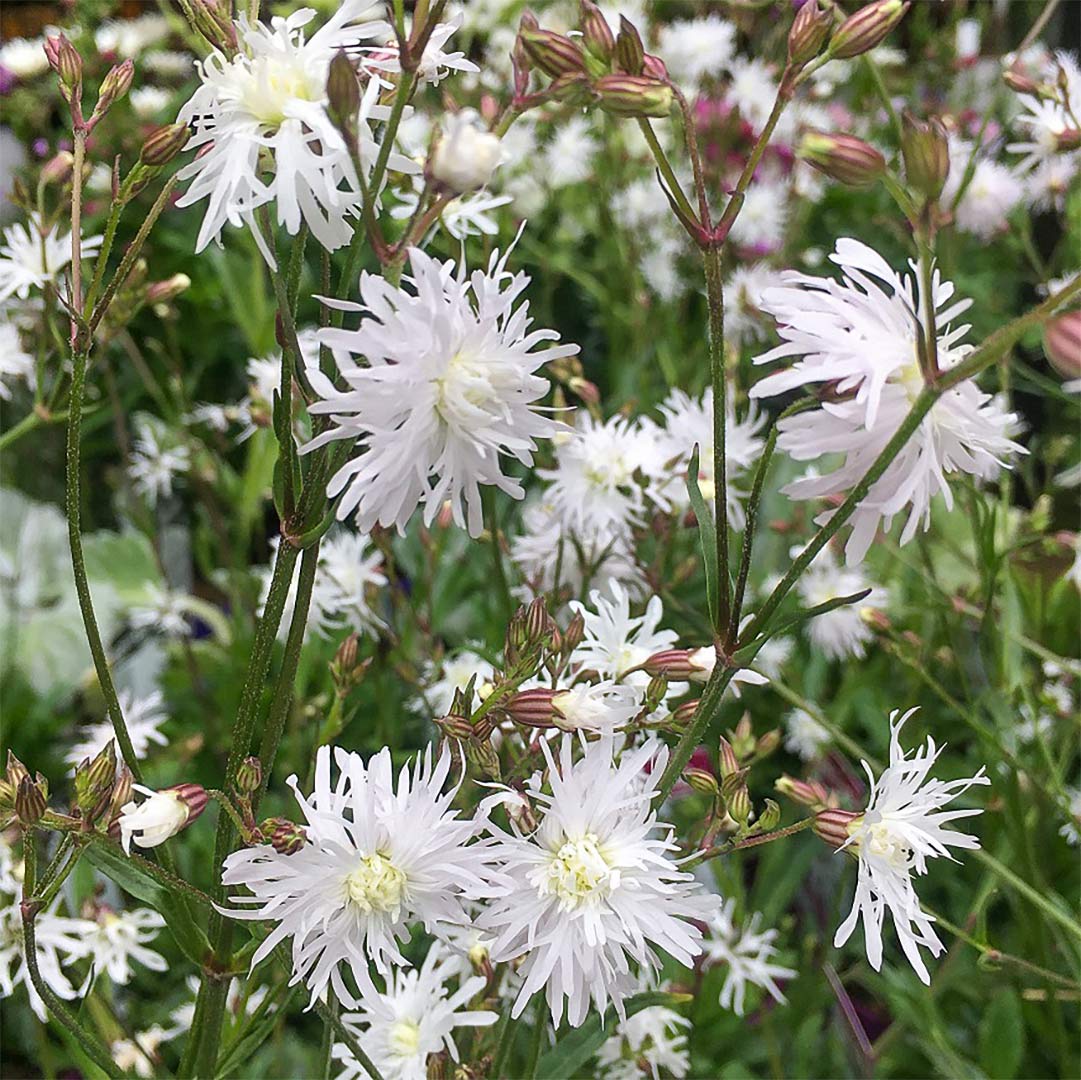Lychnis flos-cuculi 'White Robin'