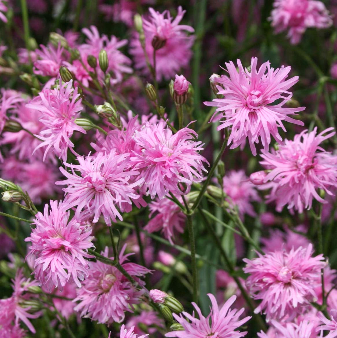 lychnis flos-cuculi jenny