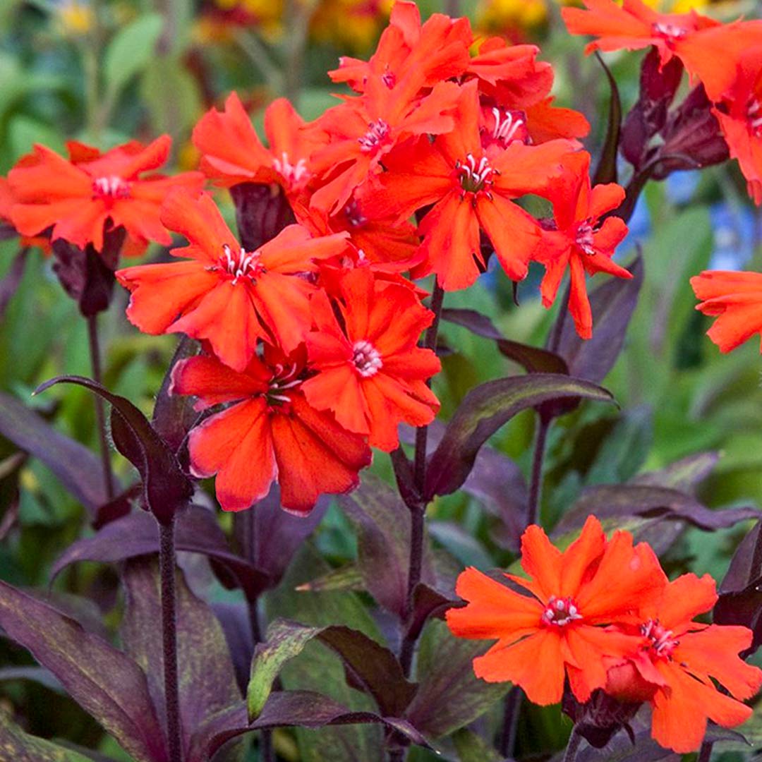 Lychnis x arkwrightii 'Vesuvius'