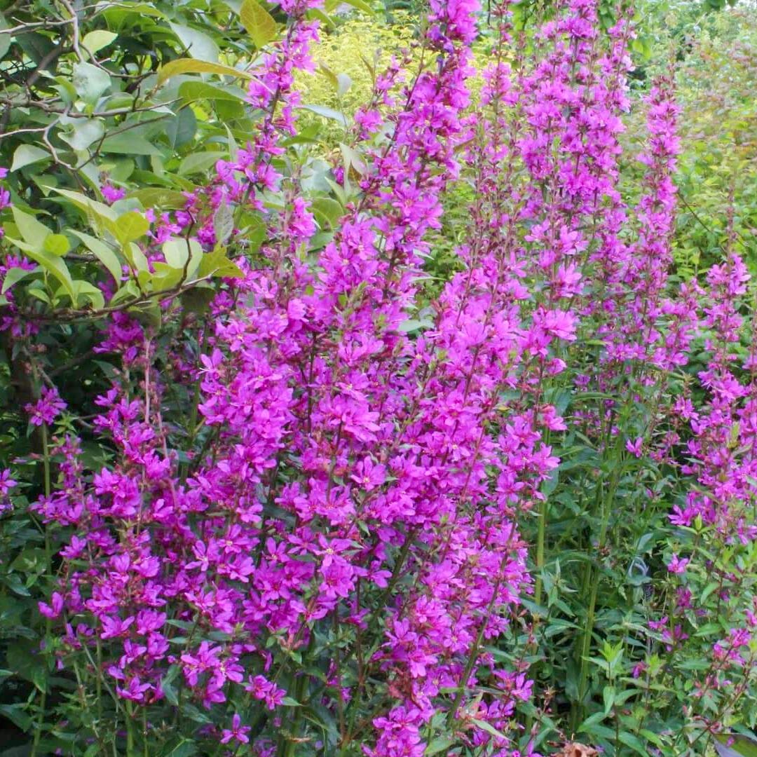 Lythrum virgatum 'The Rocket'