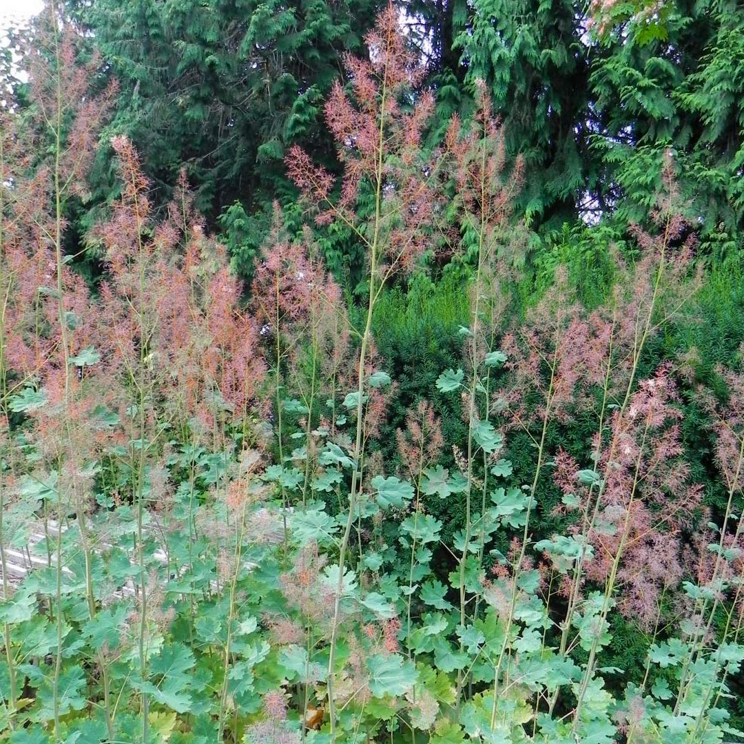Macleaya microcarpa 'Kelway's Coral Plume'
