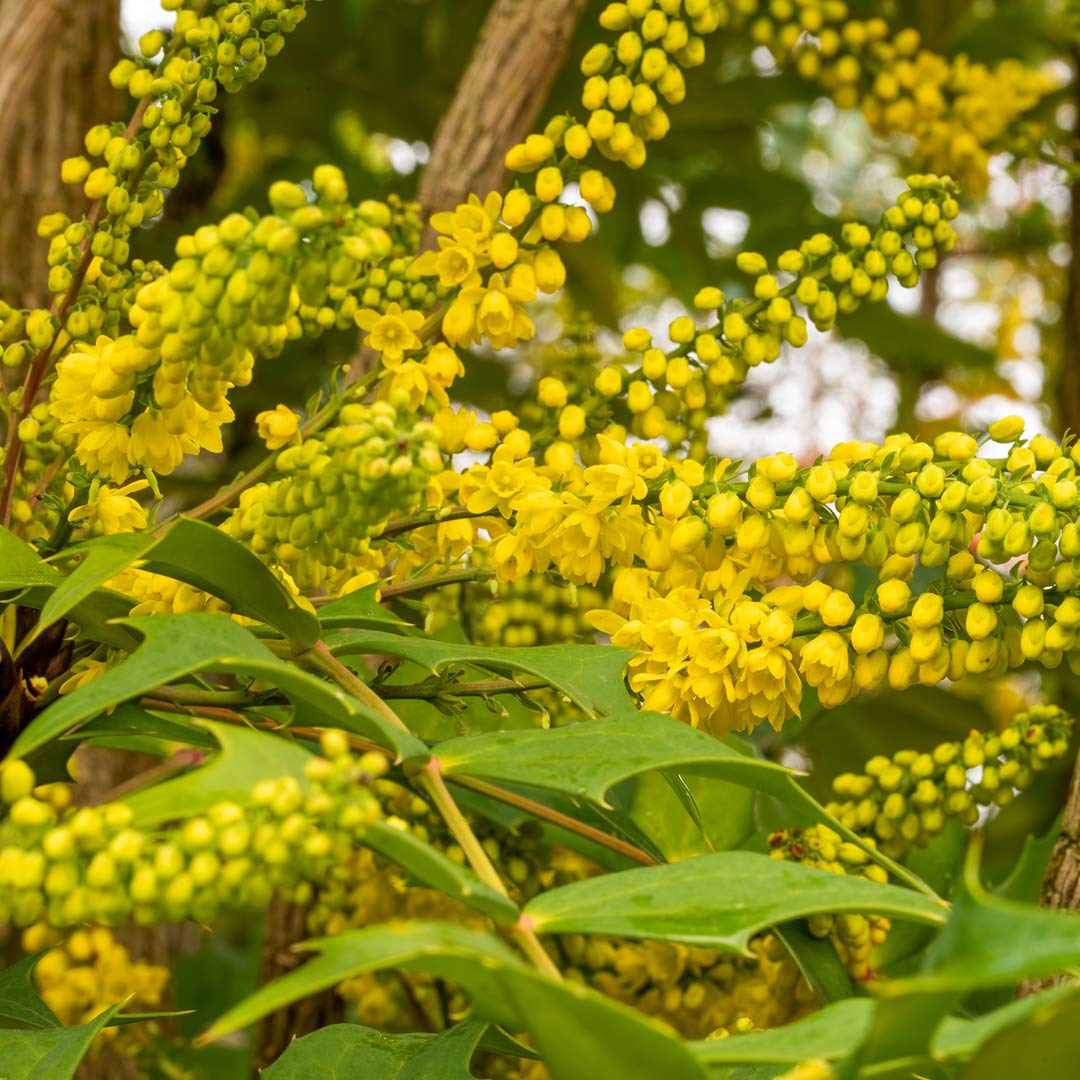 Mahonia bealei