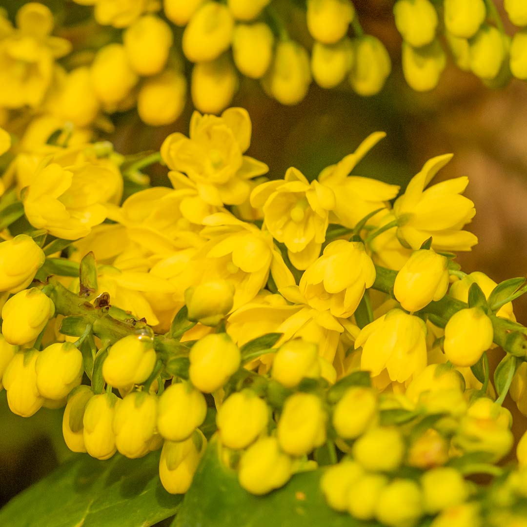 Extreme close up of yellow flowers of Mahonia bealei (Beal's Mahonia; Leatherleaf Mahonia; Beale's Barberry; Berberis bealei)