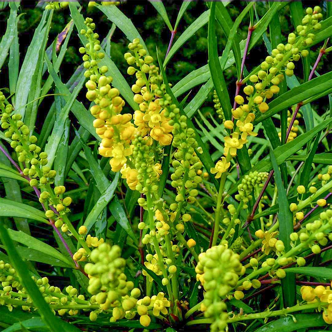 Mahonia eurybracteata 'Sweet Winter'