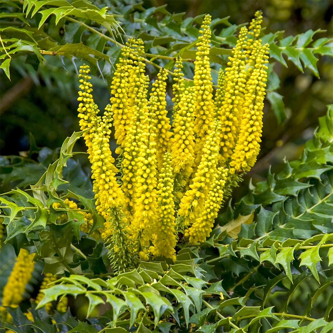 Mahonia x media 'Winter Sun'