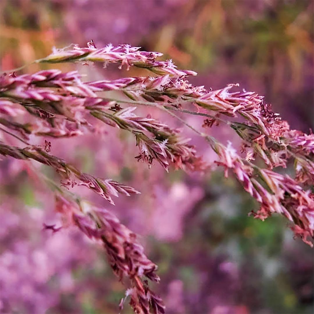Melica transsilvanica 'Red Spire'