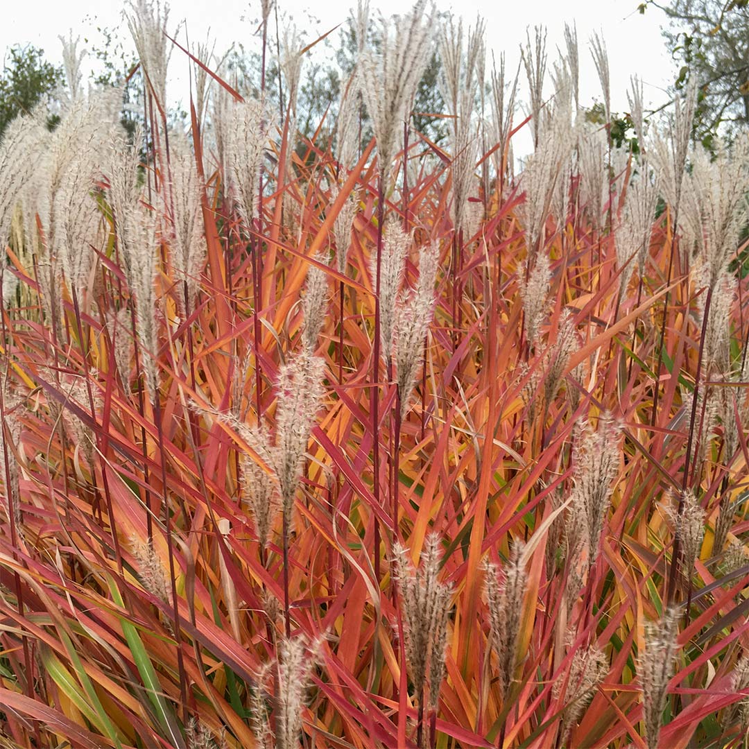 Miscanthus purpurascens