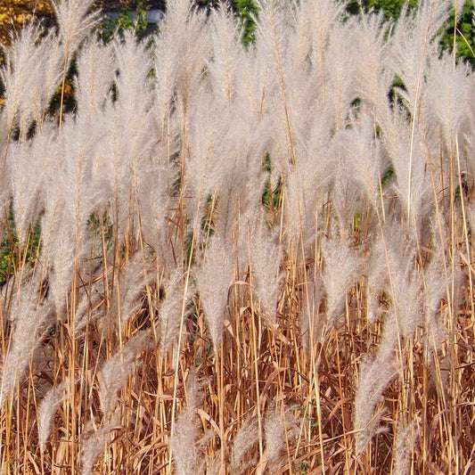 Miscanthus sacchariflorus
