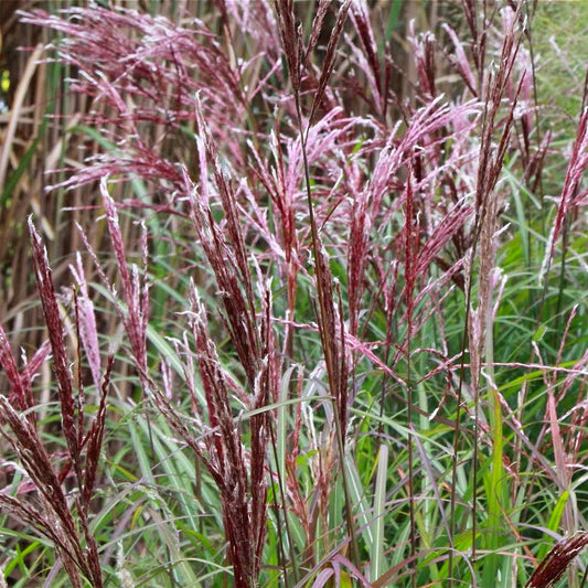 Miscanthus sinensis 'China'