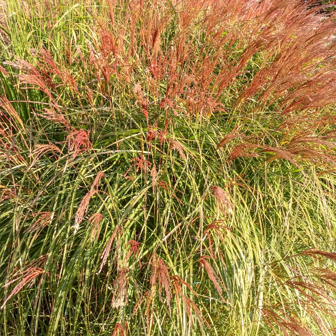 Miscanthus sinensis 'Gnome'