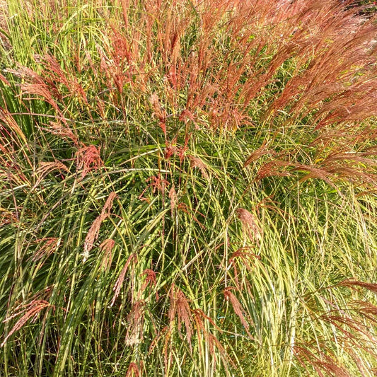 Miscanthus sinensis 'Gnome'