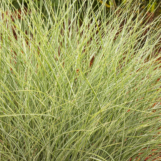 Miscanthus sinensis 'Morning Light'