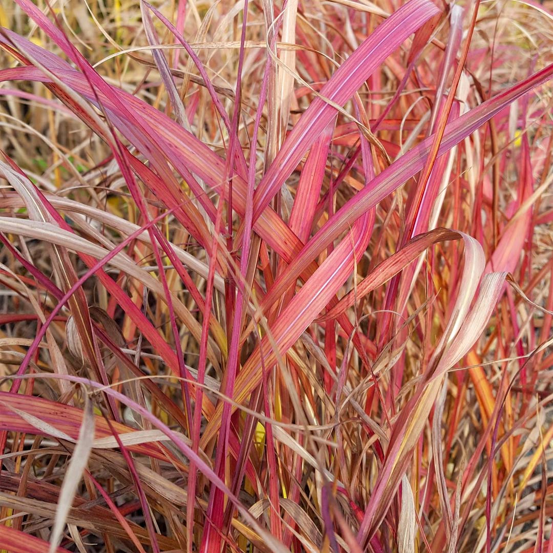 Miscanthus sinensis 'Navajo'
