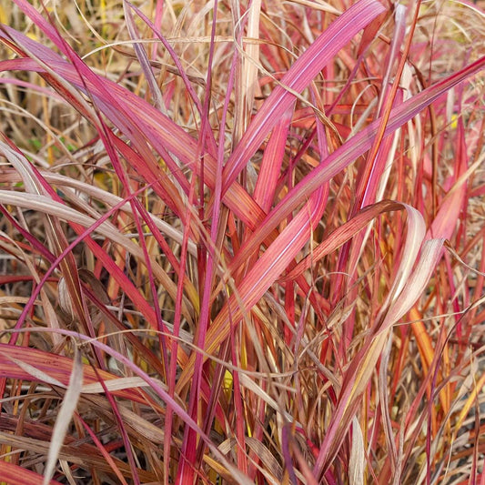 Miscanthus sinensis 'Navajo'