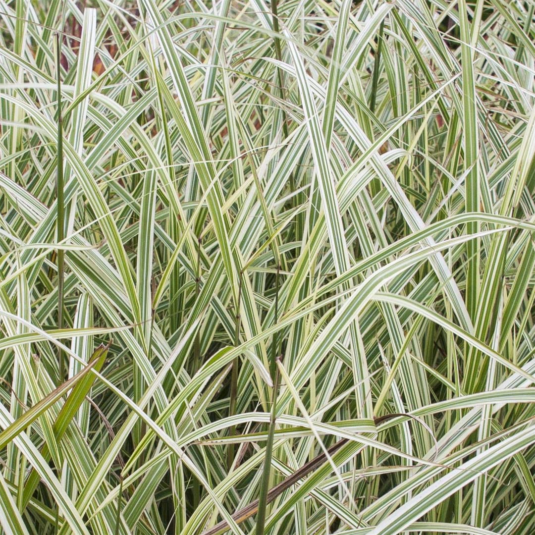 Miscanthus sinensis 'Variegatus'