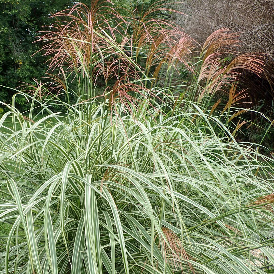 Miscanthus sinensis 'Variegatus'