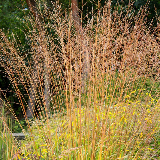 Molinia caerulea subsp. arundinacea 'Karl Foerster'