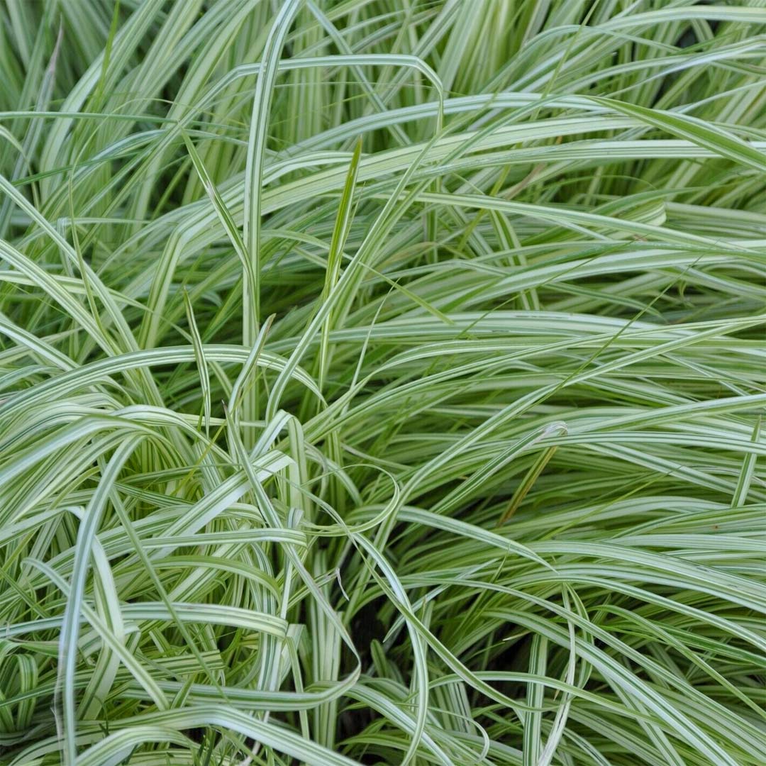 Molinia caerulea 'Variegata'
