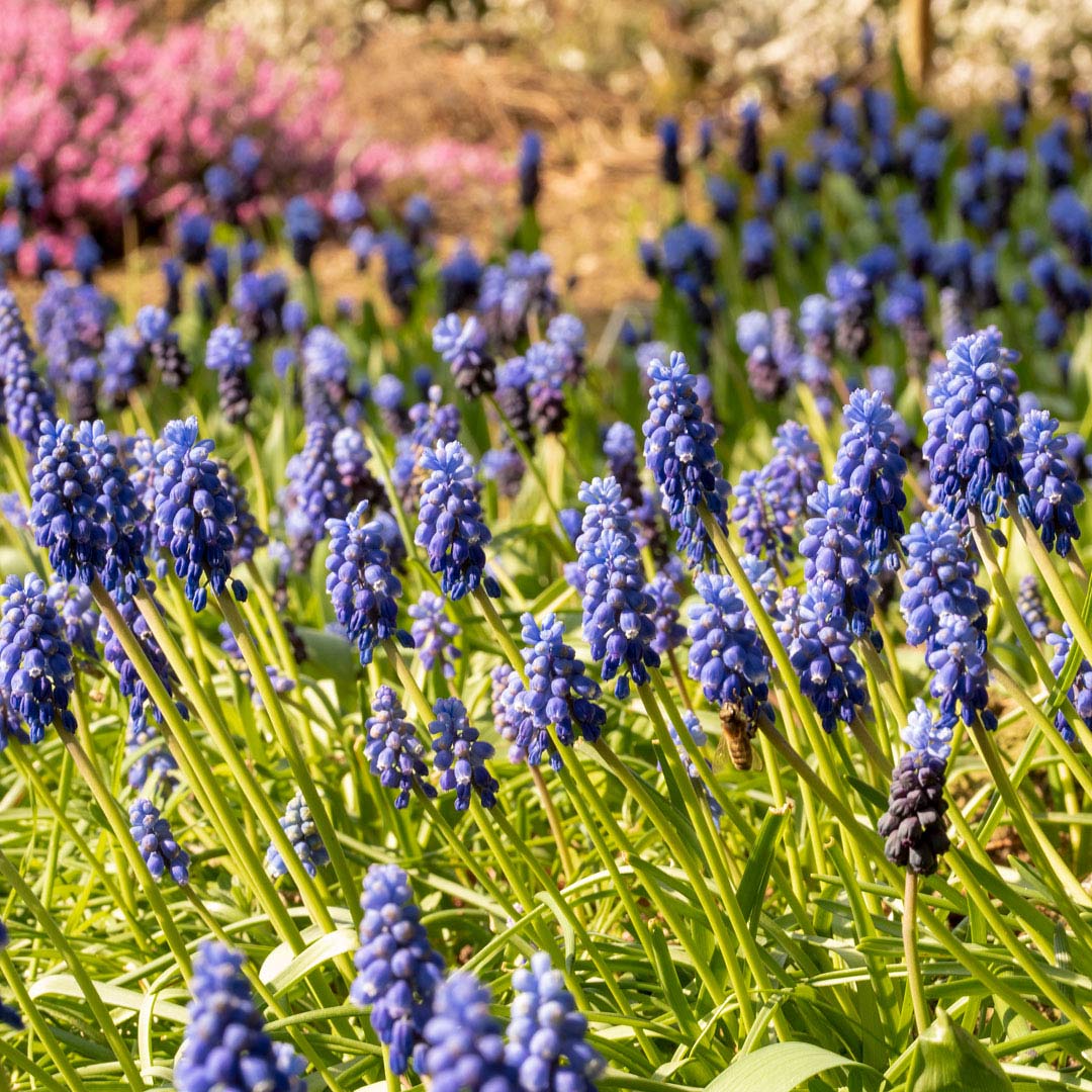 Grape Hyacinth, Muscari armeniacum, in a borderr at Barnsdale Gardens