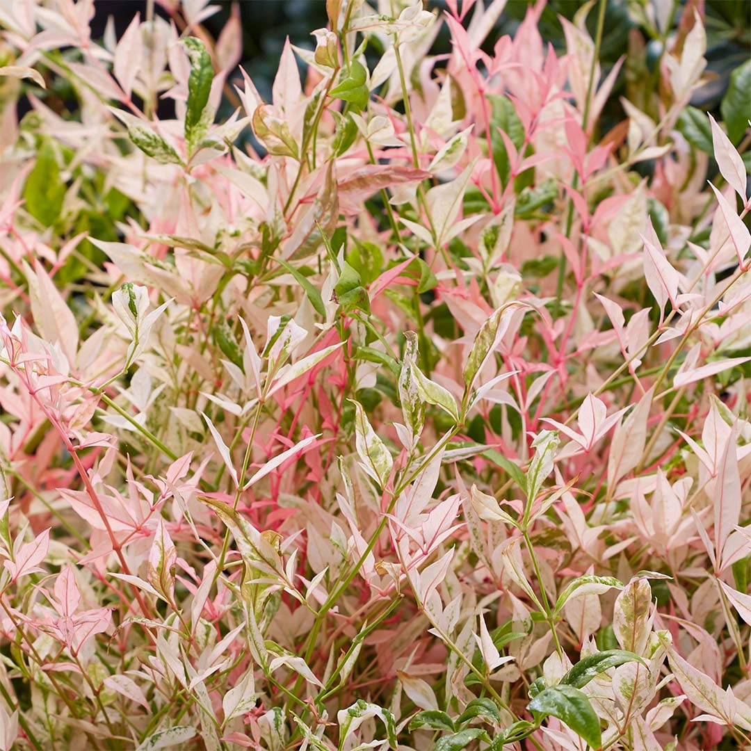 Nandina domestica 'Twilight'