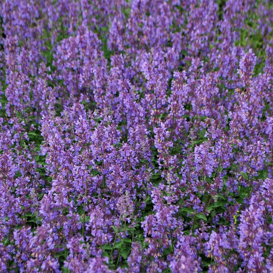 Nepeta racemosa 'Walker's Low'