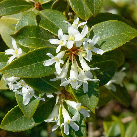 Osmanthus x burkwoodii