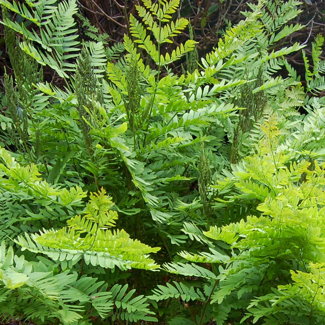 Osmunda regalis