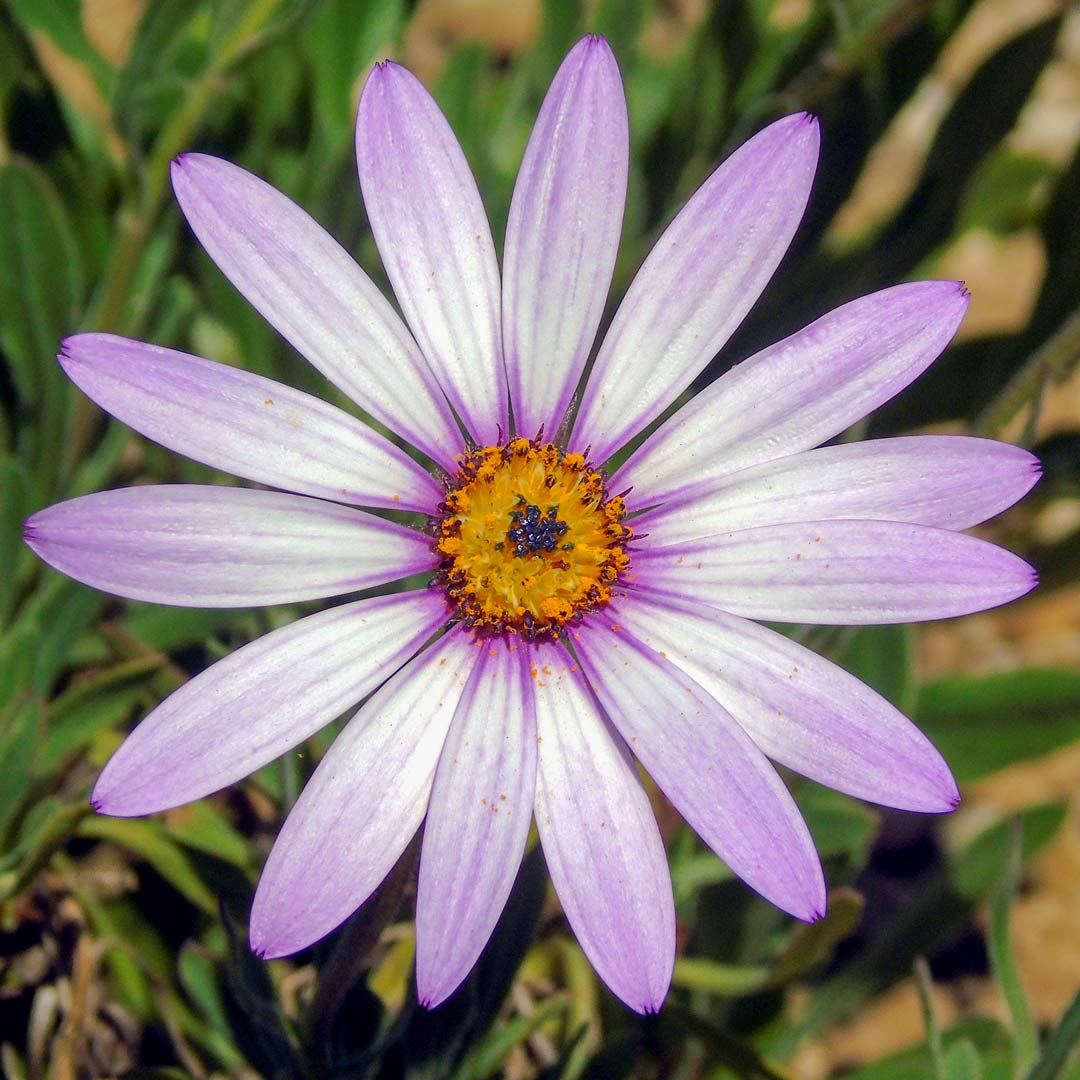 Osteospermum 'Lady Leitrim'