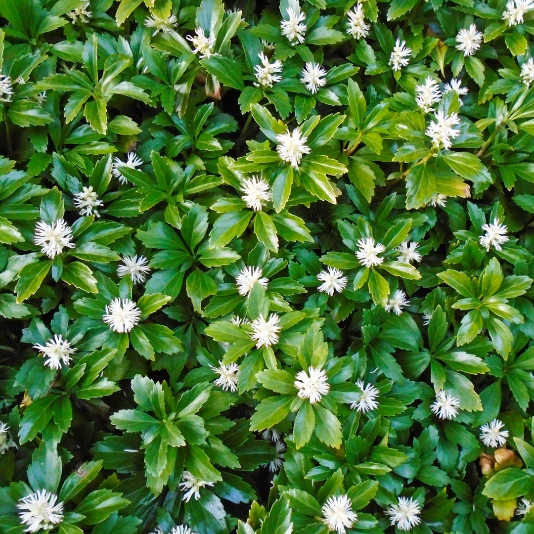 Pachysandra terminalis 'Green Carpet'