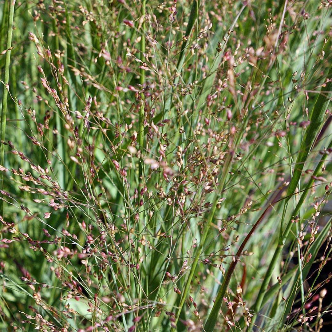 Panicum virgatum 'Heavy Metal'
